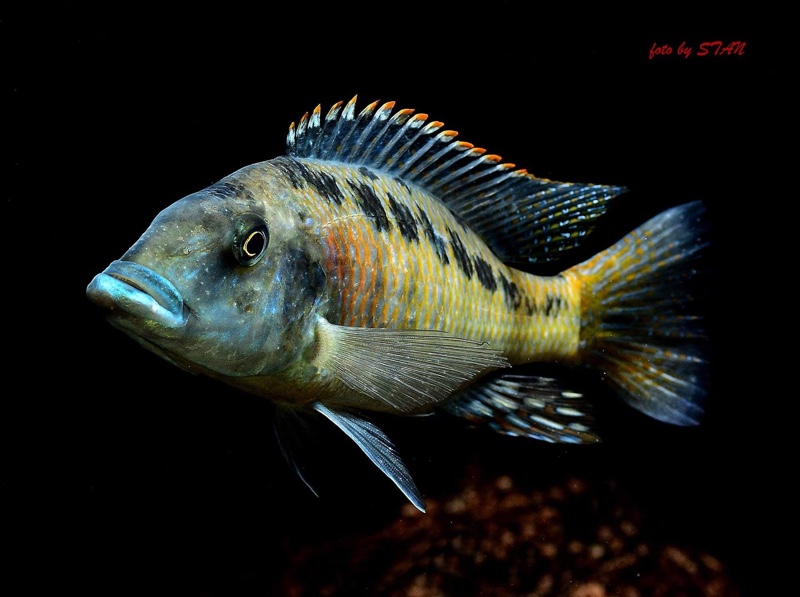 Lichnochromis acuticeps